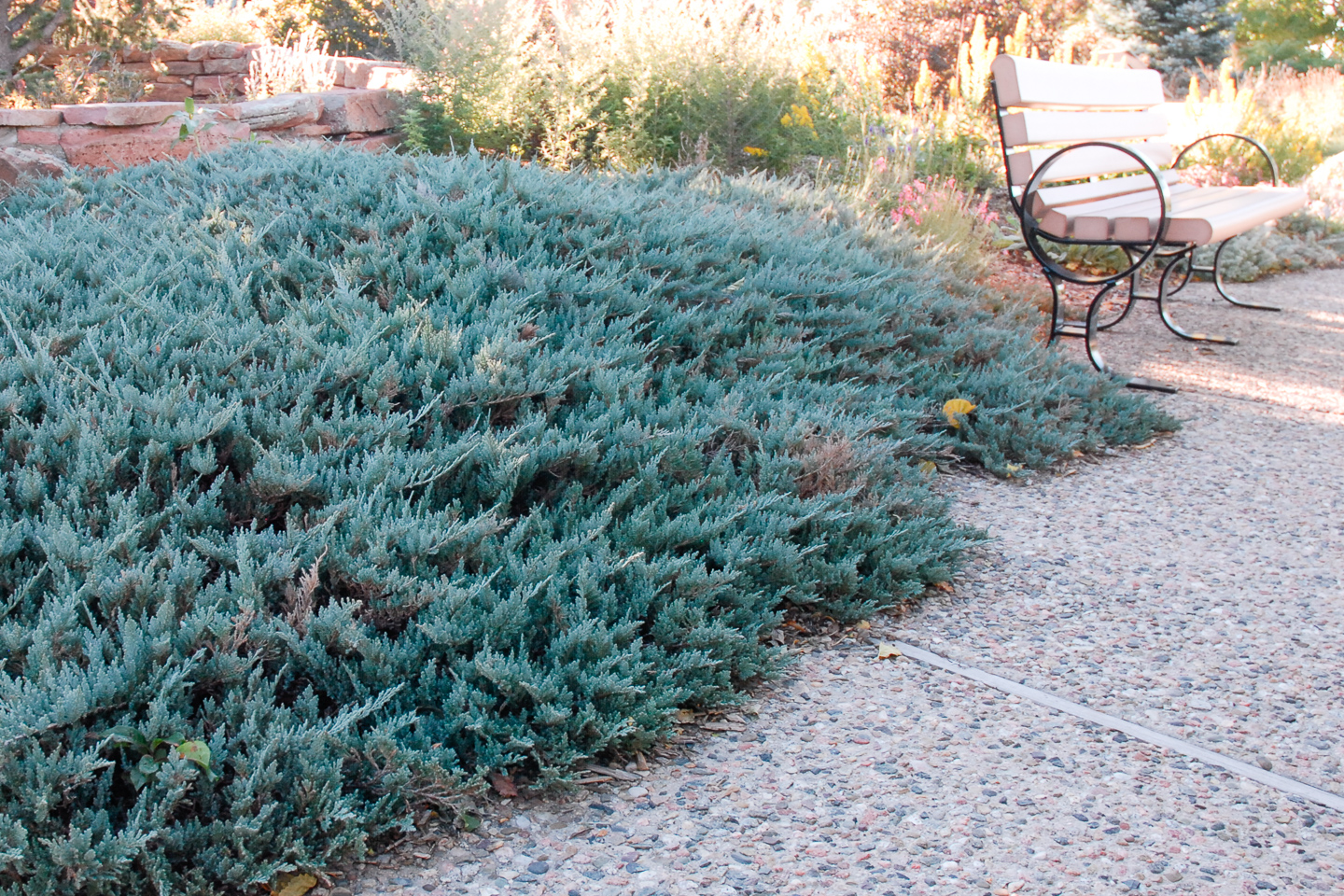 Blue Chip Creeping Juniper